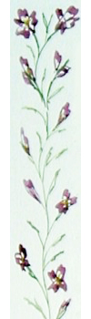 violet flowers border